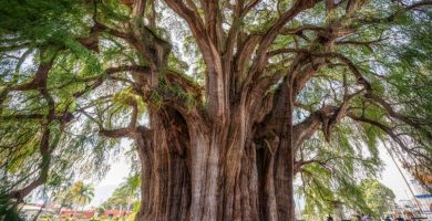 soñar con un árbol