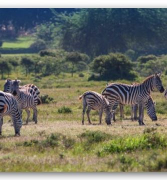 GYM con entrenador personal