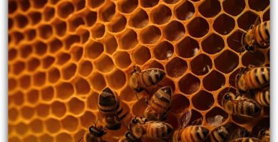 miel como remedio casero